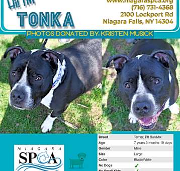 Photo of Tonka