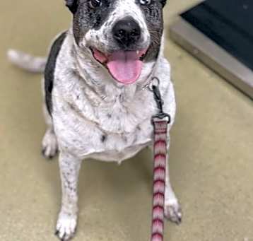 Photo of Duke 49453