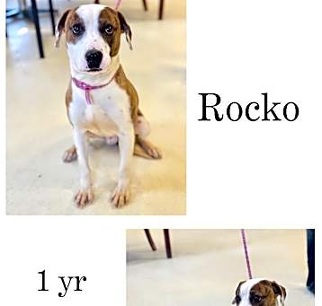 Photo of Rocko