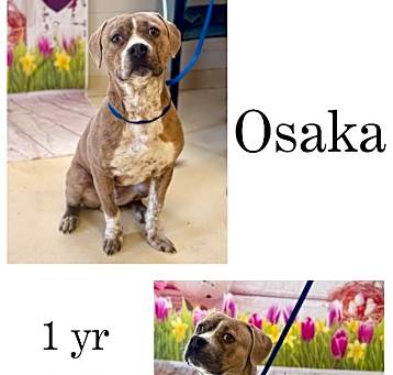 Photo of Osaka