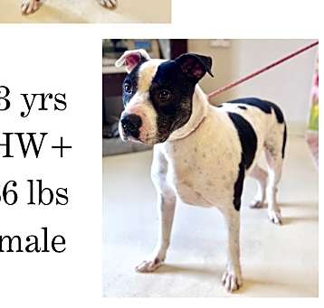 Photo of Spotty