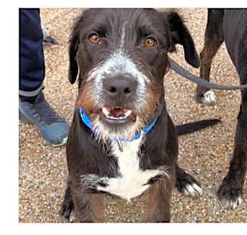 Photo of Buddy