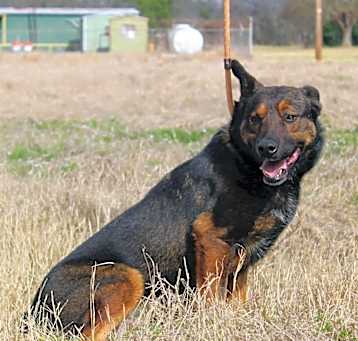 Photo of Brock