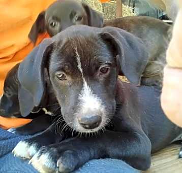 Photo of Puppy