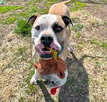Photo of Eggnog--SPONSORED ADOPTION FEE