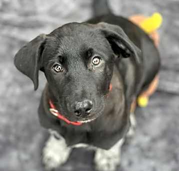 Photo of Oreo