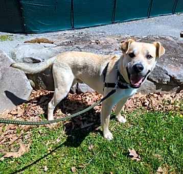 Photo of Otis