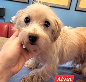 Photo of Alvin