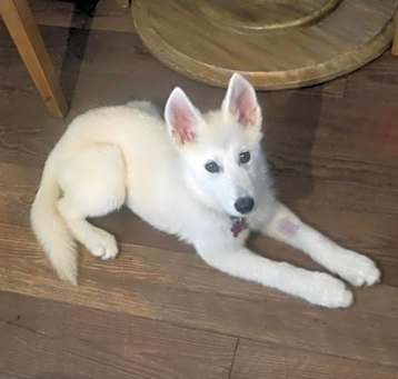 Photo of Blossom