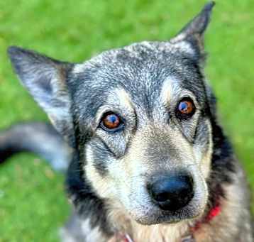 Photo of Lobo