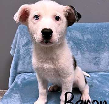 Photo of Baron - 25105