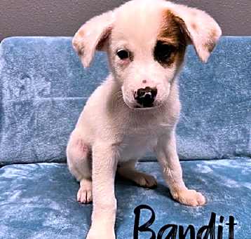 Photo of Bandit - 25104