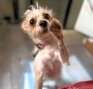 Photo of Bella