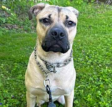 Photo of Milo