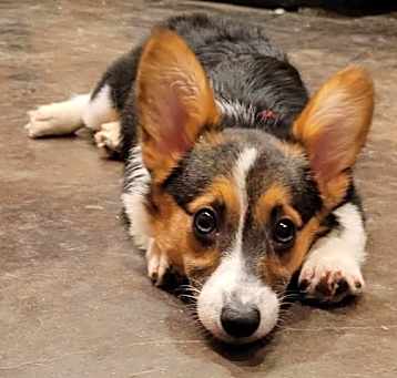 Photo of JuneBug