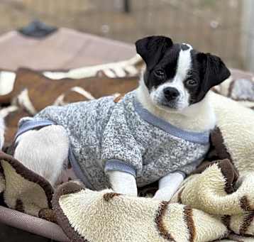 Photo of Gracie