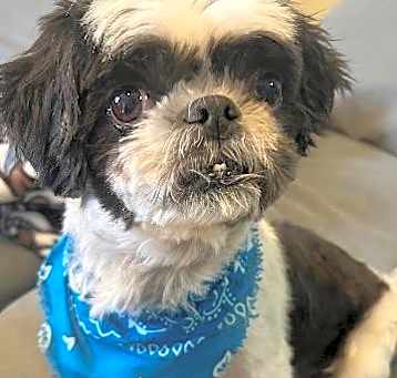 Photo of Domino