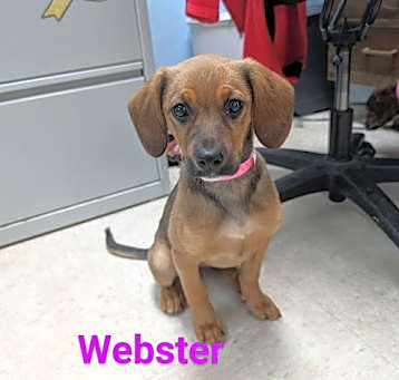 Photo of Webster