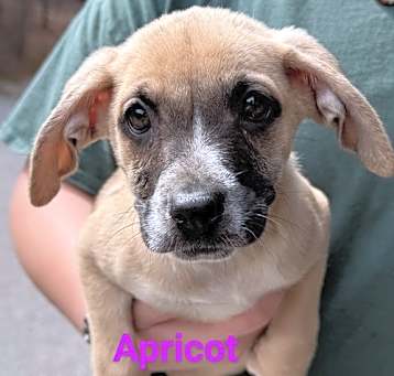 Photo of Apricot