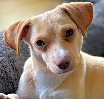 Photo of Chi Chi