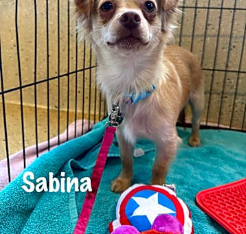 Photo of Sabina