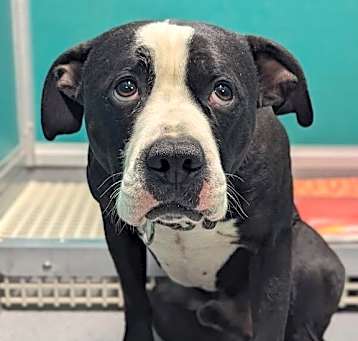 Photo of Gunner