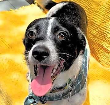 Photo of Pinto