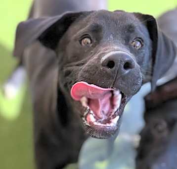 Photo of Muffin 4948