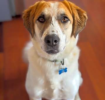 Photo of Cookie