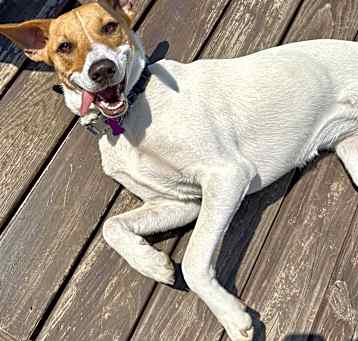 Photo of Daisy