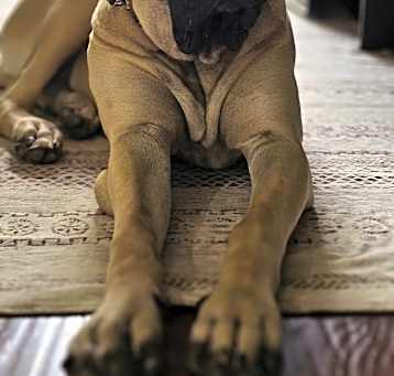 Photo of Belle