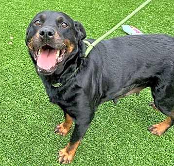 Photo of BESSIE