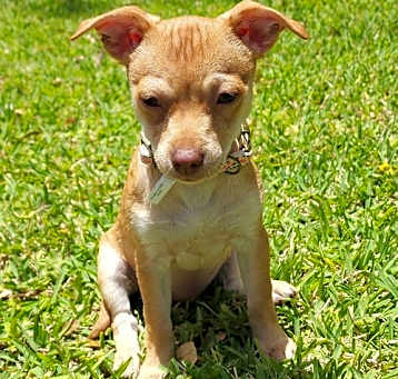 Photo of Primrose