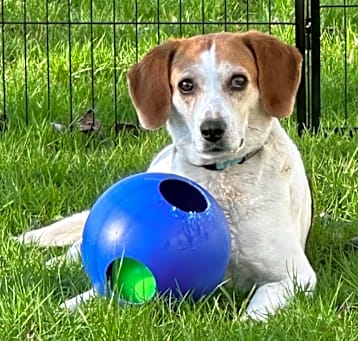 Photo of Roxy