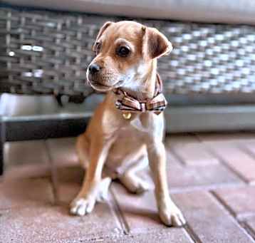 Photo of Periwinkle