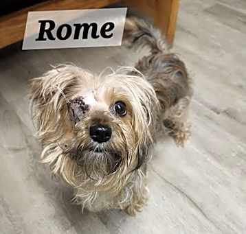 Photo of Rome