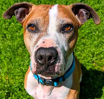Photo of BENTLEY