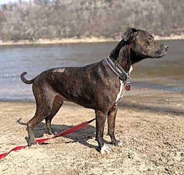 Photo of Zeus D6027