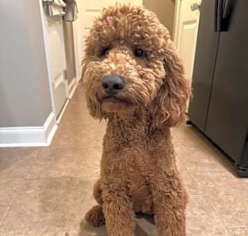 Photo of Lily