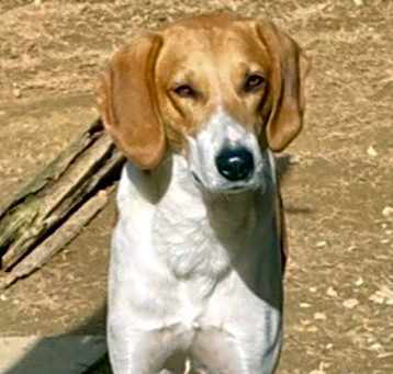Photo of FORREST