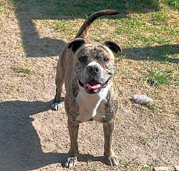 Photo of Good Boi