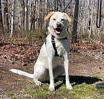 Photo of Champ