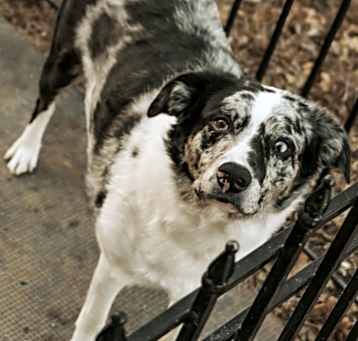 Photo of Whiskey
