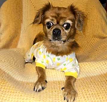 Photo of Archie