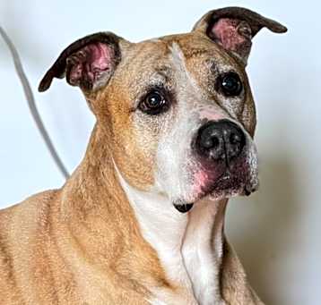 Photo of Buddy