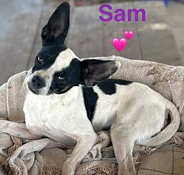 Photo of Marrying Sam