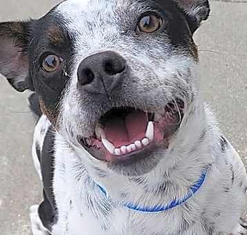 Photo of Chance