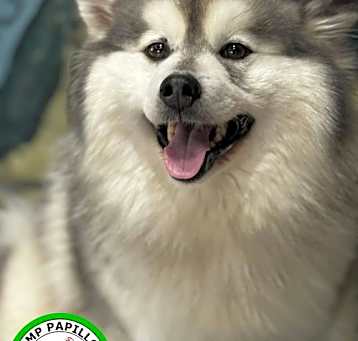 Photo of Makita