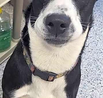 Photo of Onyx