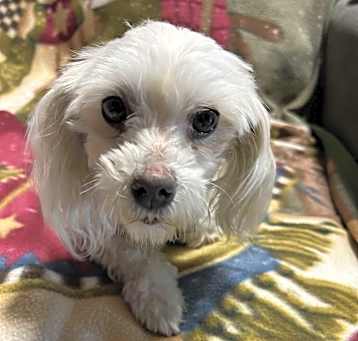 Photo of Kate. 7 lbs